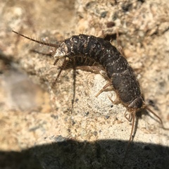 Allacrotelsa spinulata