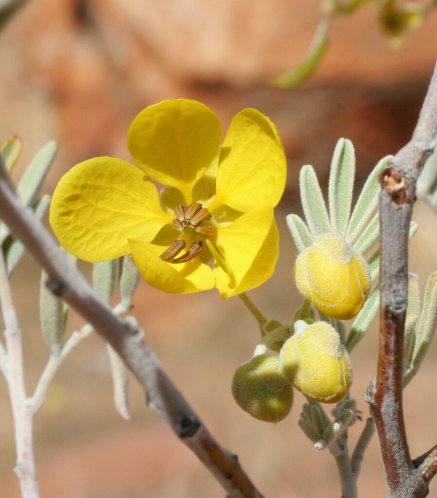 senna-artemisioides-sturtii-from-east-murchison-wa-6640-australia-on