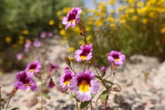 Erythranthe rhodopetra