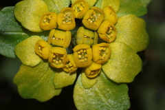Chrysosplenium pilosum