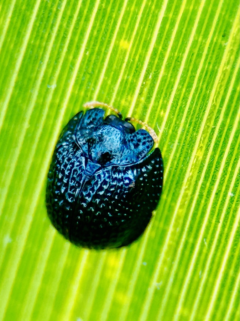 Palmetto Tortoise Beetle from Big Cypress National Preserve, Immokalee ...