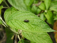 Astylus bourgeoisi