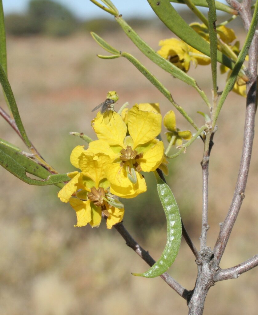 woody-desert-senna-from-east-murchison-wa-6640-australia-on-august-24