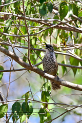 Pheugopedius maculipectus