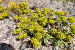 Lepidium flavum