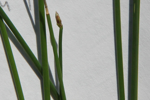Small's Spikerush (Eleocharis smallii)