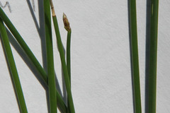 Eleocharis smallii