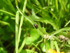 Astylus bourgeoisi