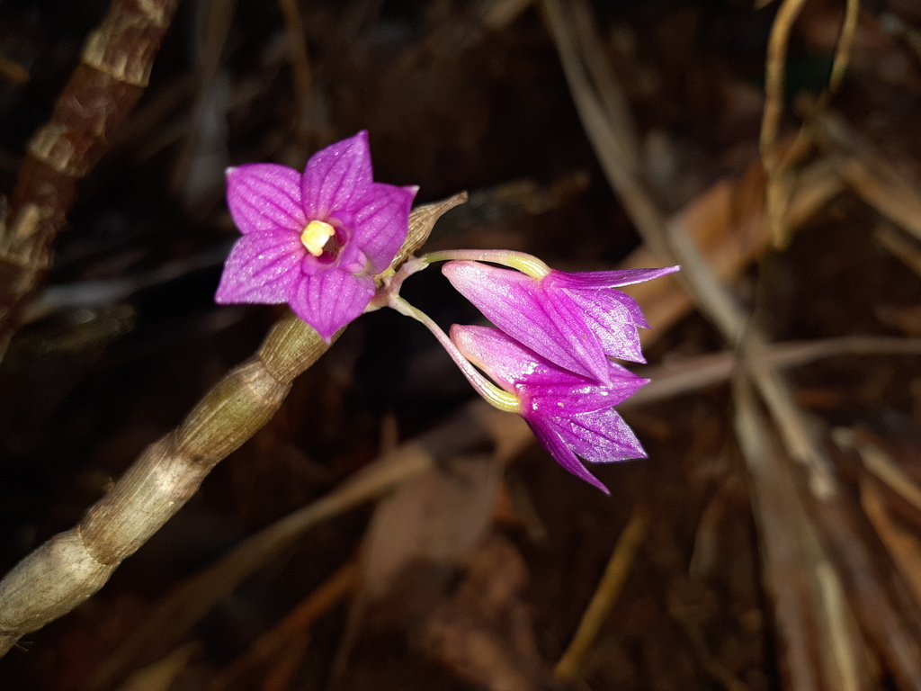 Dendrobium goldschmidtianum Kraenzl. 2