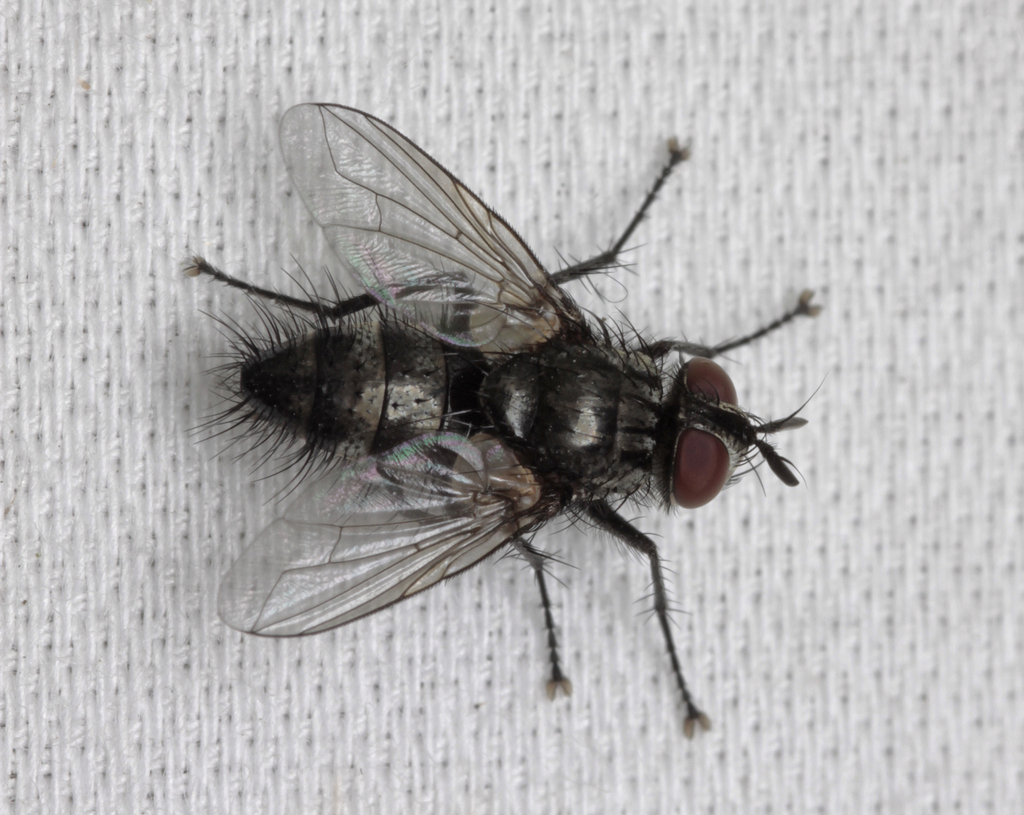 Blondelia nigripes