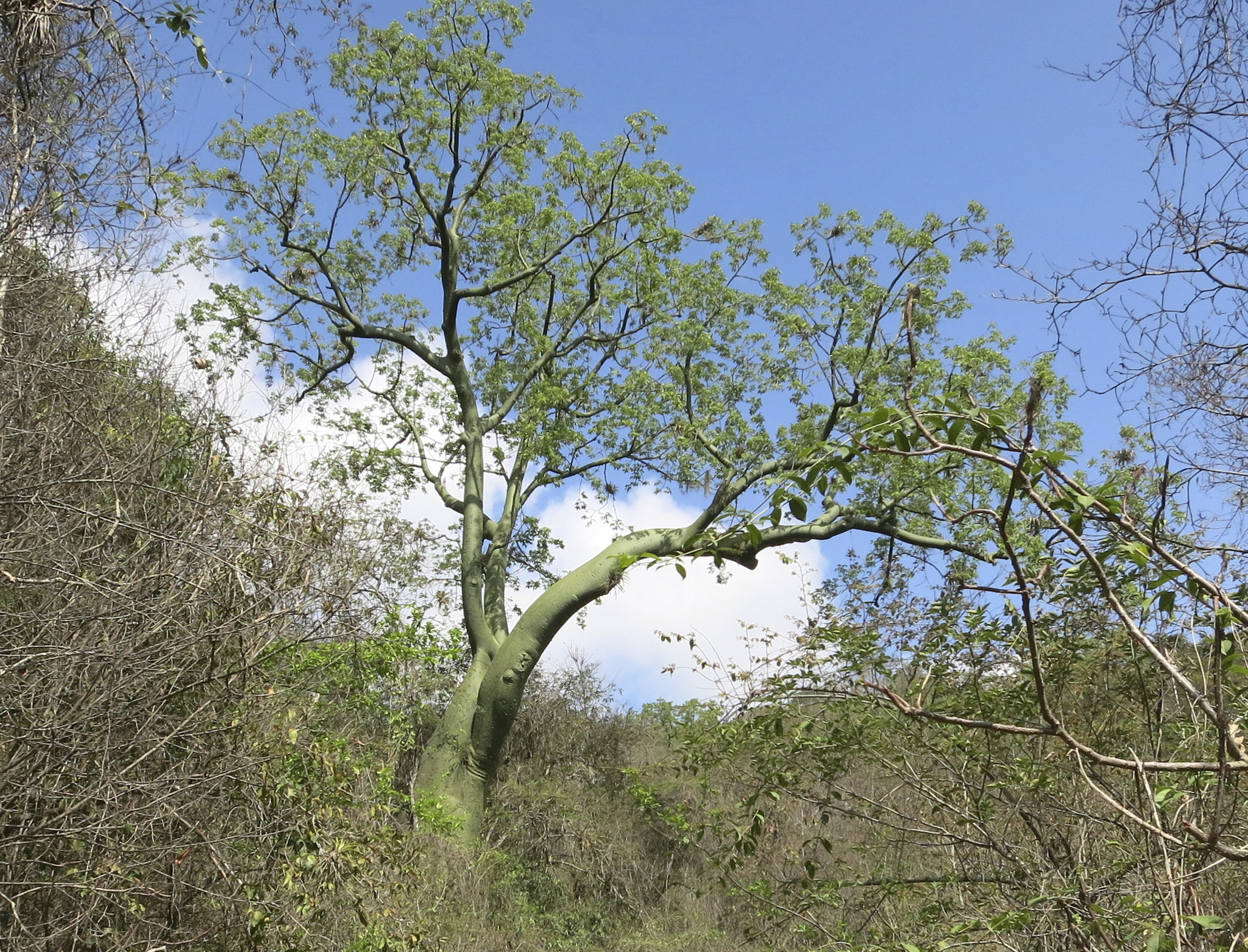 Ceiba trischistandra image