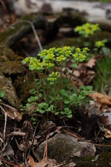 Chrysosplenium pilosum