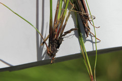 Eleocharis smallii