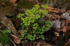 Chrysosplenium pilosum