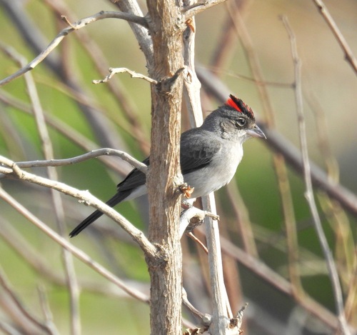 Grey Pileated Finch (Coryphospingus pileatus), photo 9