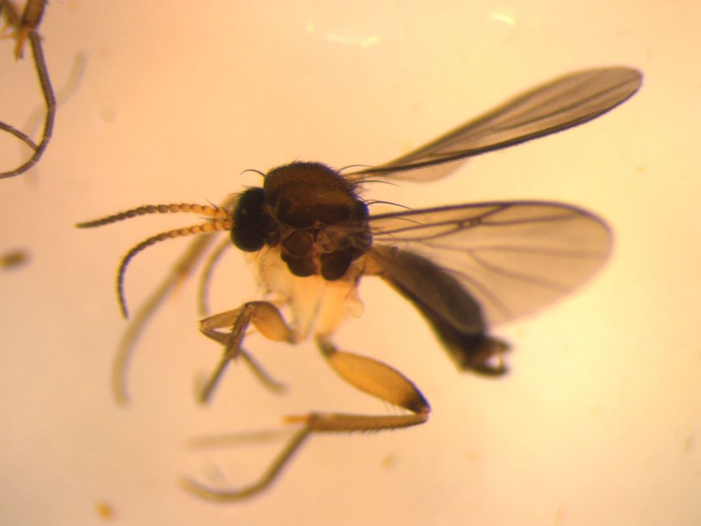 Tetragoneura