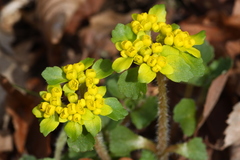 Chrysosplenium pilosum