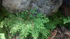 Selaginella pallescens