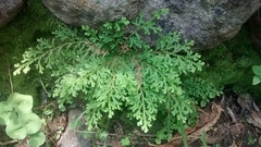 Selaginella pallescens