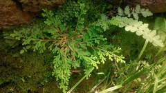 Selaginella pallescens