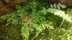 Selaginella pallescens