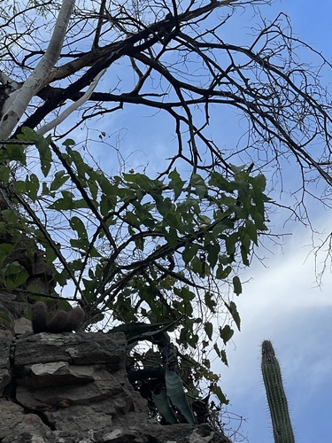 Agave sobria