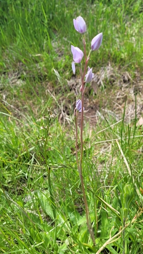 Image of Thelymitra alpina by (c) Eamonn Culhane, some rights reserved (CC BY)