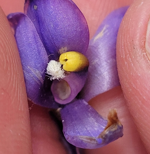 Image of Thelymitra alpina by (c) Eamonn Culhane, some rights reserved (CC BY)