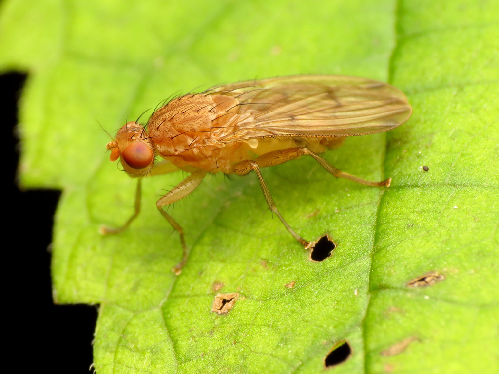 Suillia plumata