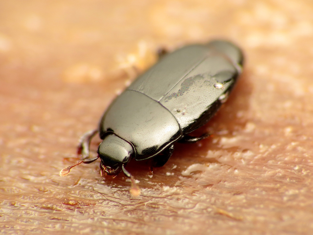 Platylomalus