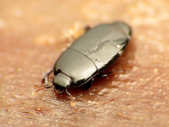 Platylomalus aequalis