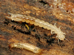 Dendroides canadensis
