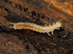 Dendroides canadensis