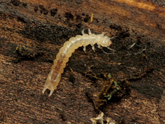 Dendroides canadensis