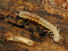 Dendroides canadensis