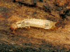 Dendroides canadensis