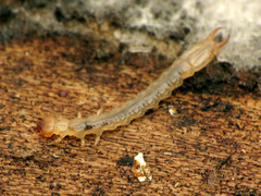 Dendroides canadensis