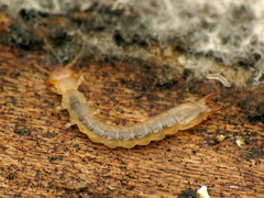 Dendroides canadensis