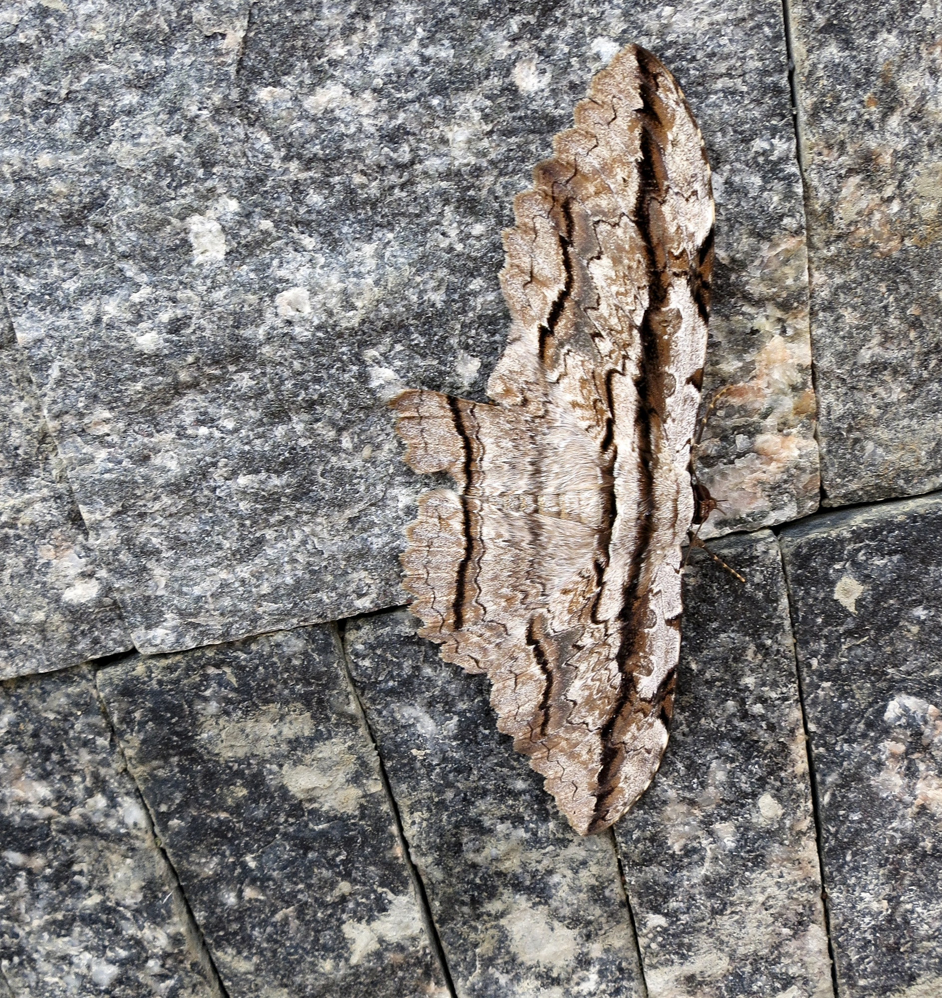 Thysania zenobia image