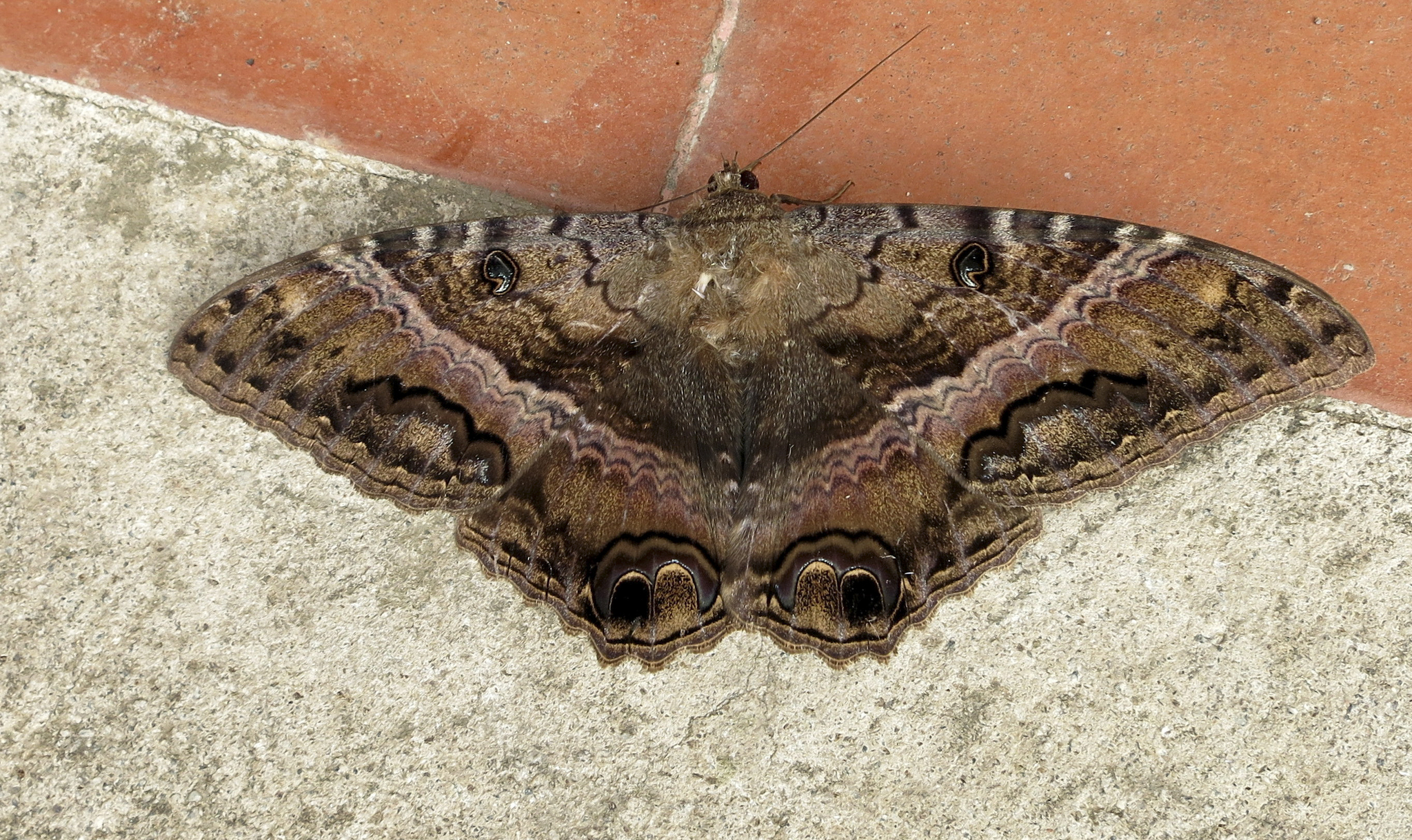 Ascalapha odorata image