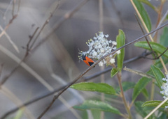 Melanopleurus belfragei