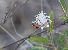Melanopleurus belfragei