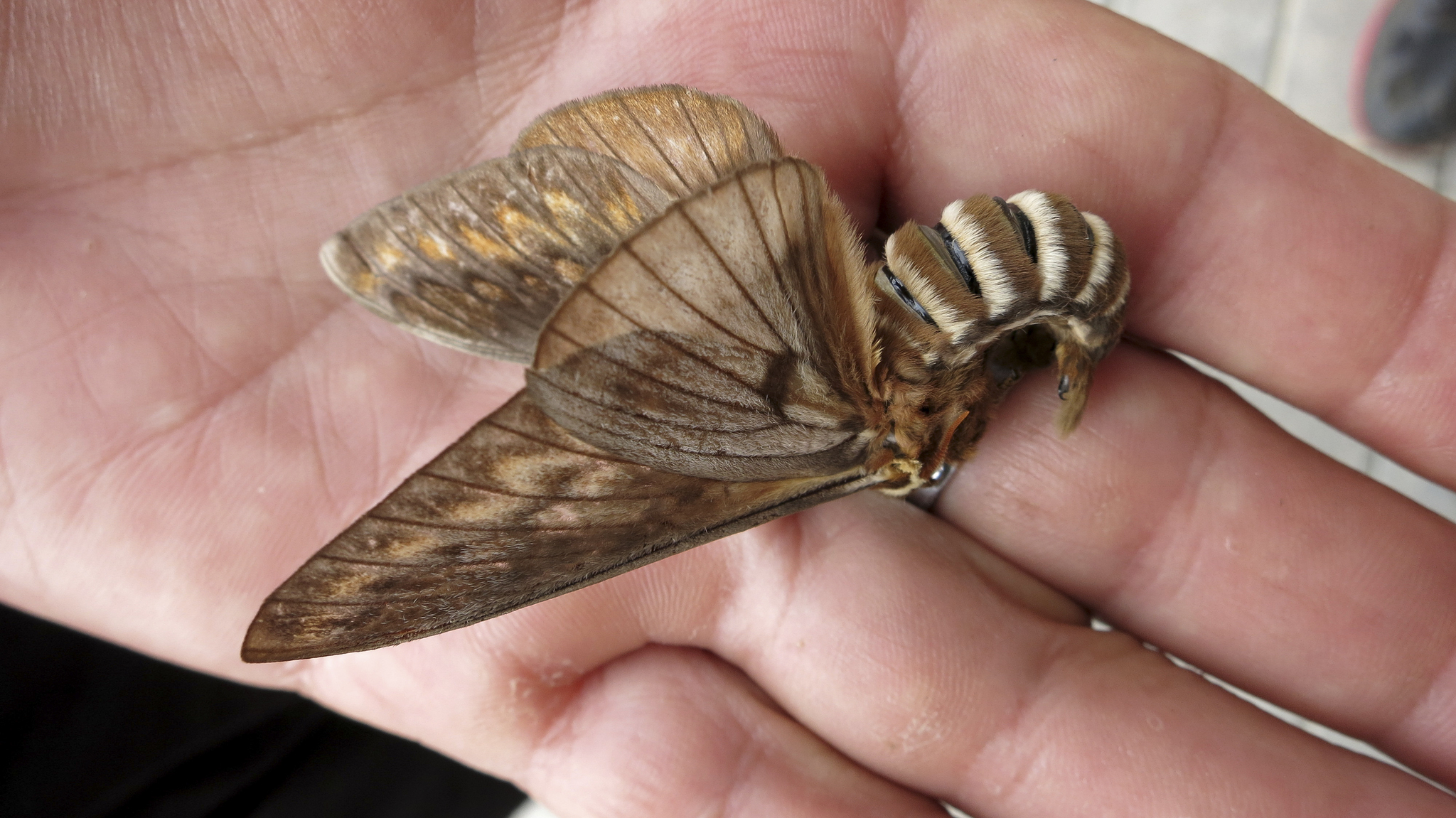Ceratocampinae image