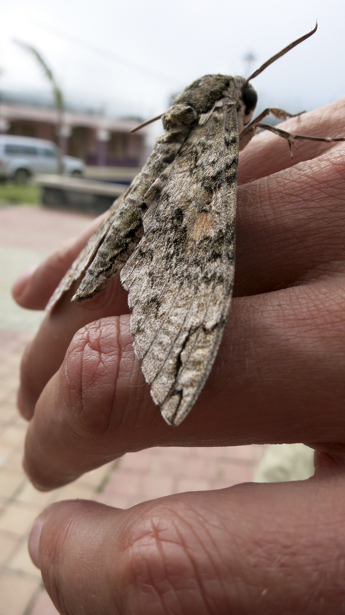 Manduca florestan image