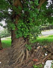Ficus natalensis