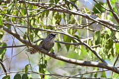 Pheugopedius maculipectus