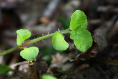 Chrysosplenium ramosum