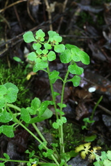 Chrysosplenium ramosum