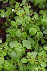 Chrysosplenium ramosum