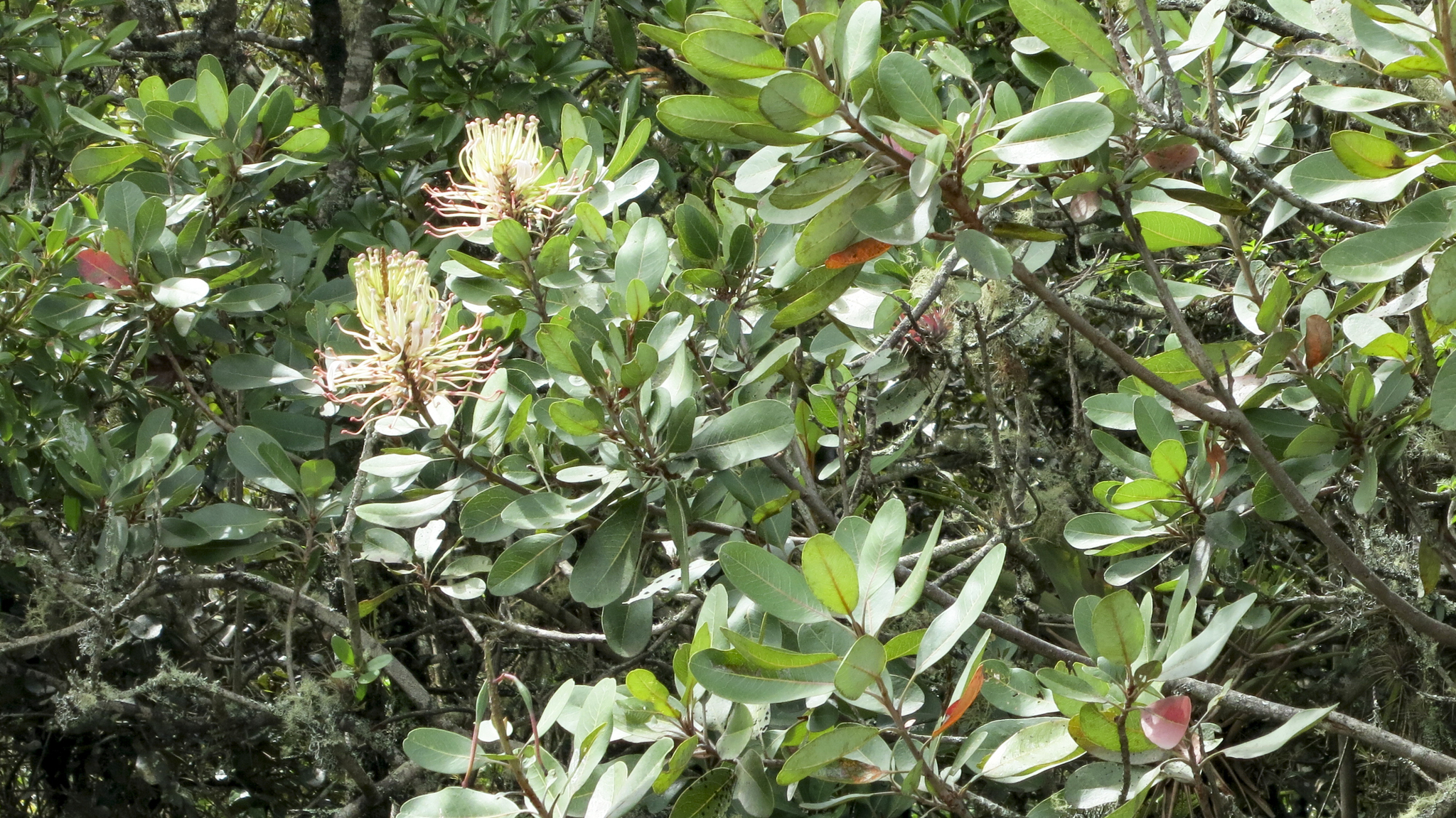 Oreocallis grandiflora image